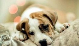 一个狗狗最新爆料图片视频,萌态百出，萌翻网友心